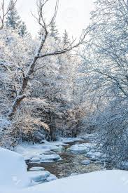 Image result for running through a winter forest