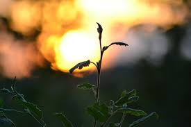 Wild Photography Nature - Free photo on Pixabay